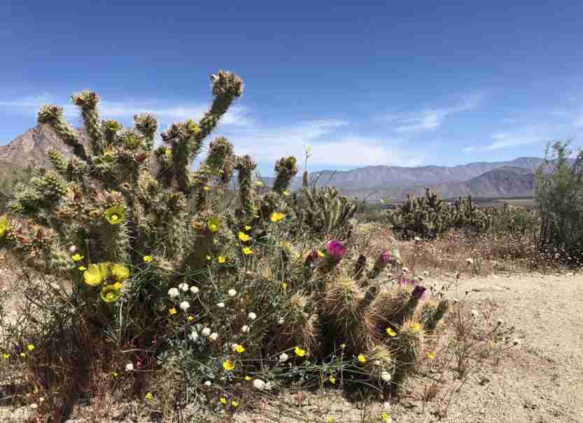 Camping at Anza Borrego State Park Everything You Need to Know Ready