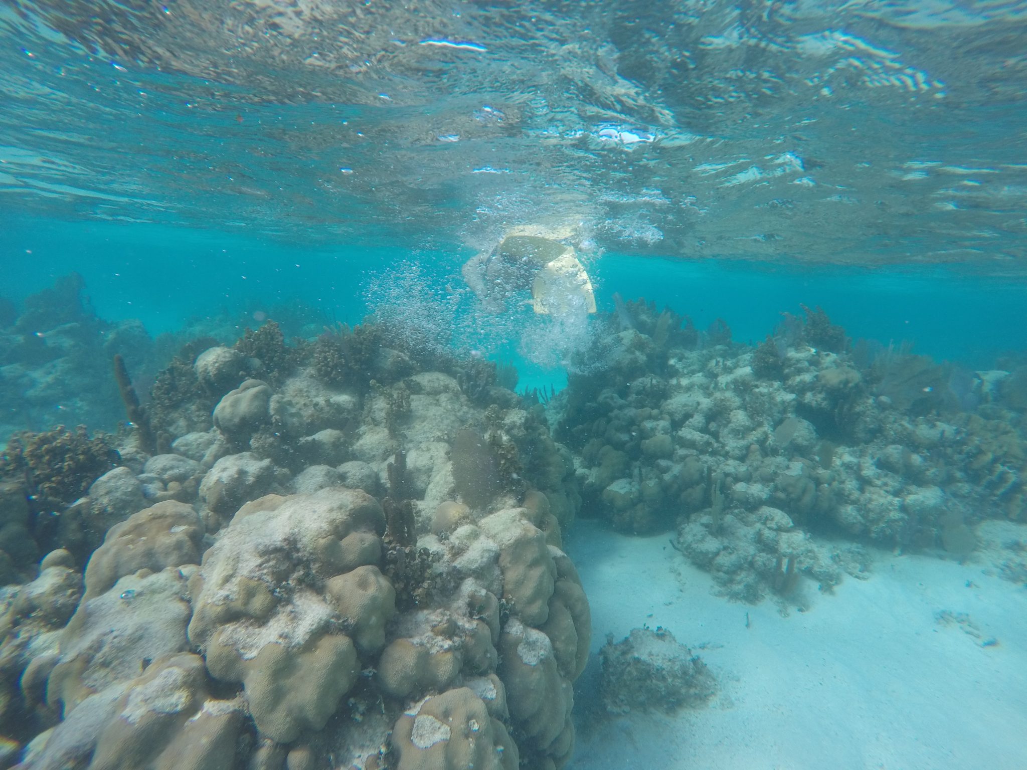 snorkeling Caye Caulker