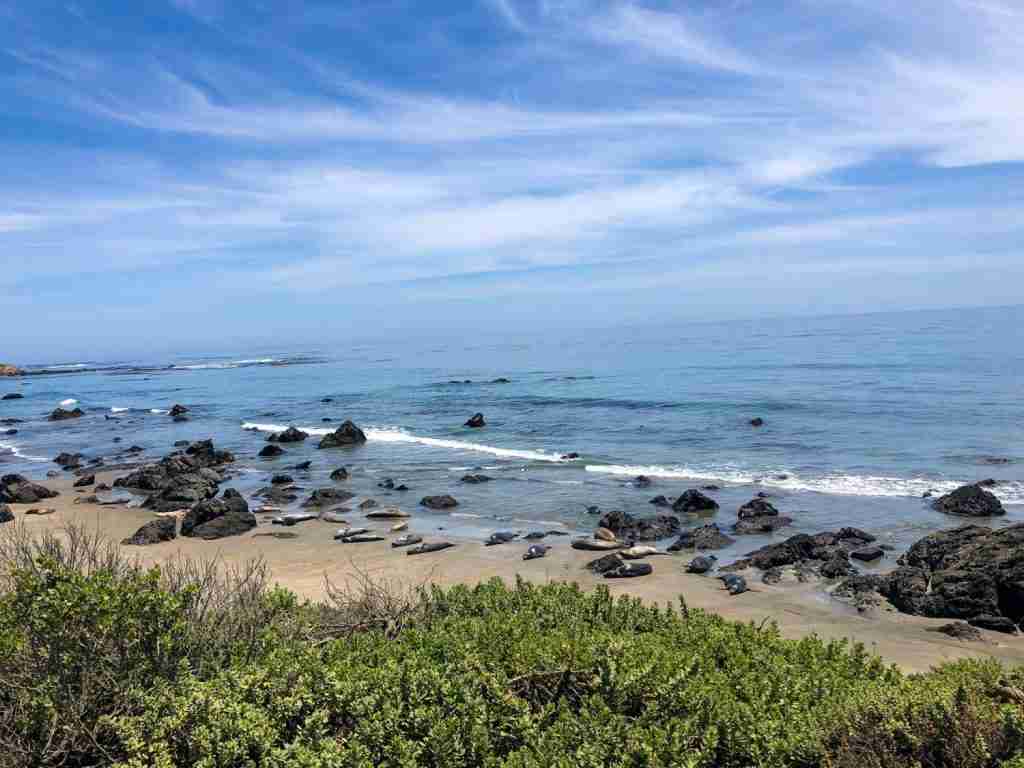 elephant seal vista california