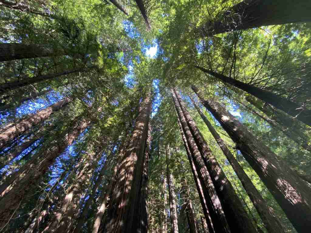 redwood trees
