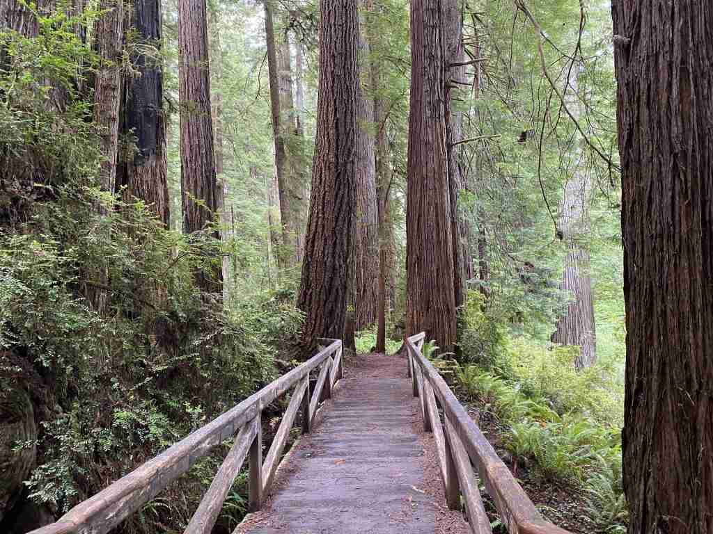 best things to do at redwood national park