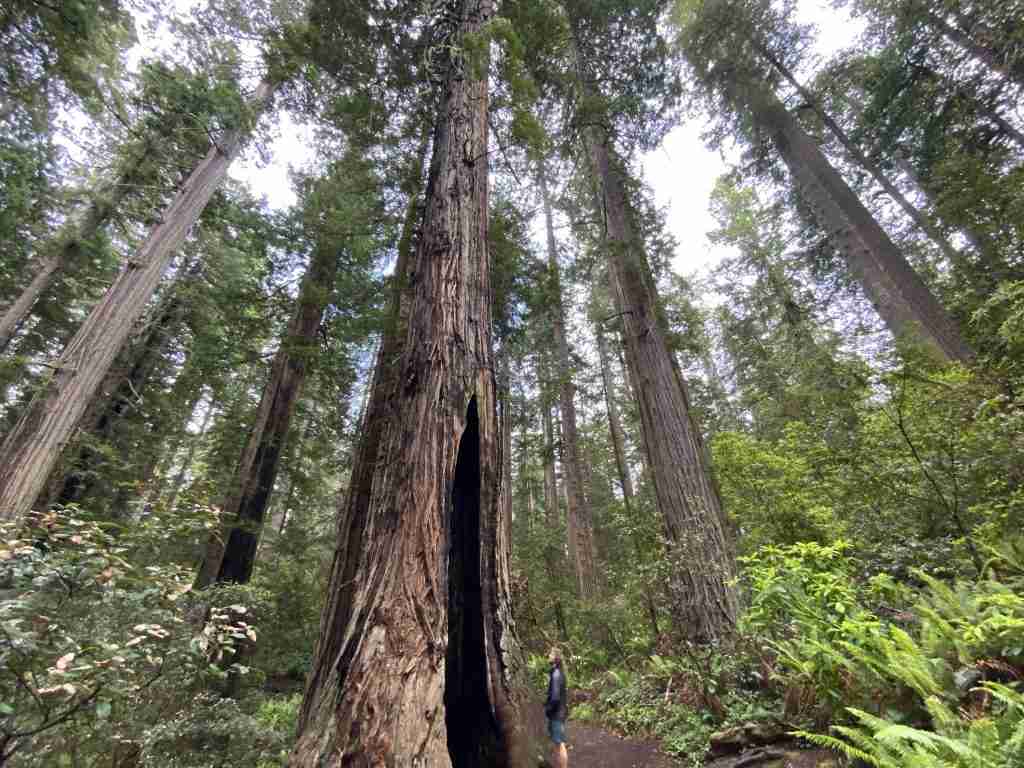 lady bird johnson grove