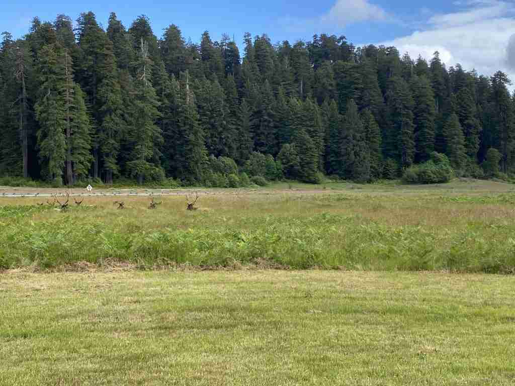 elk redwood national park