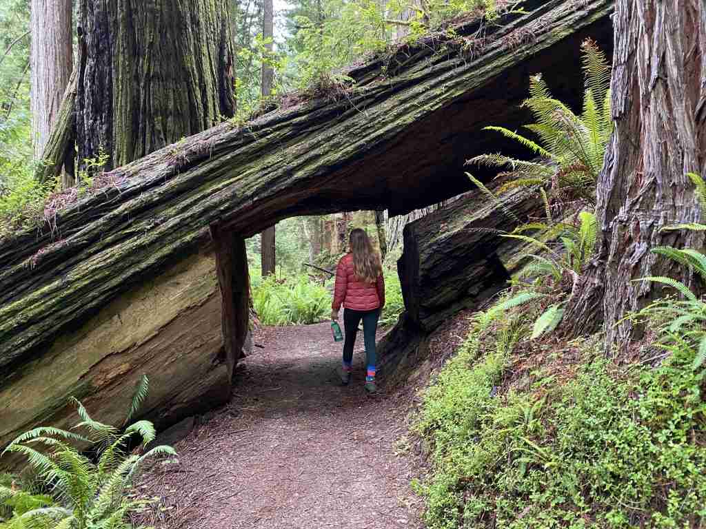 best things to do at redwood national park