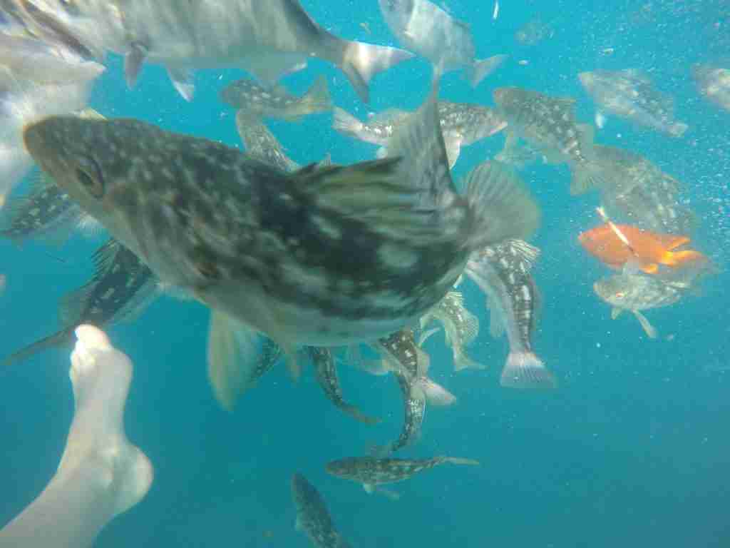 snorkeling catalina island