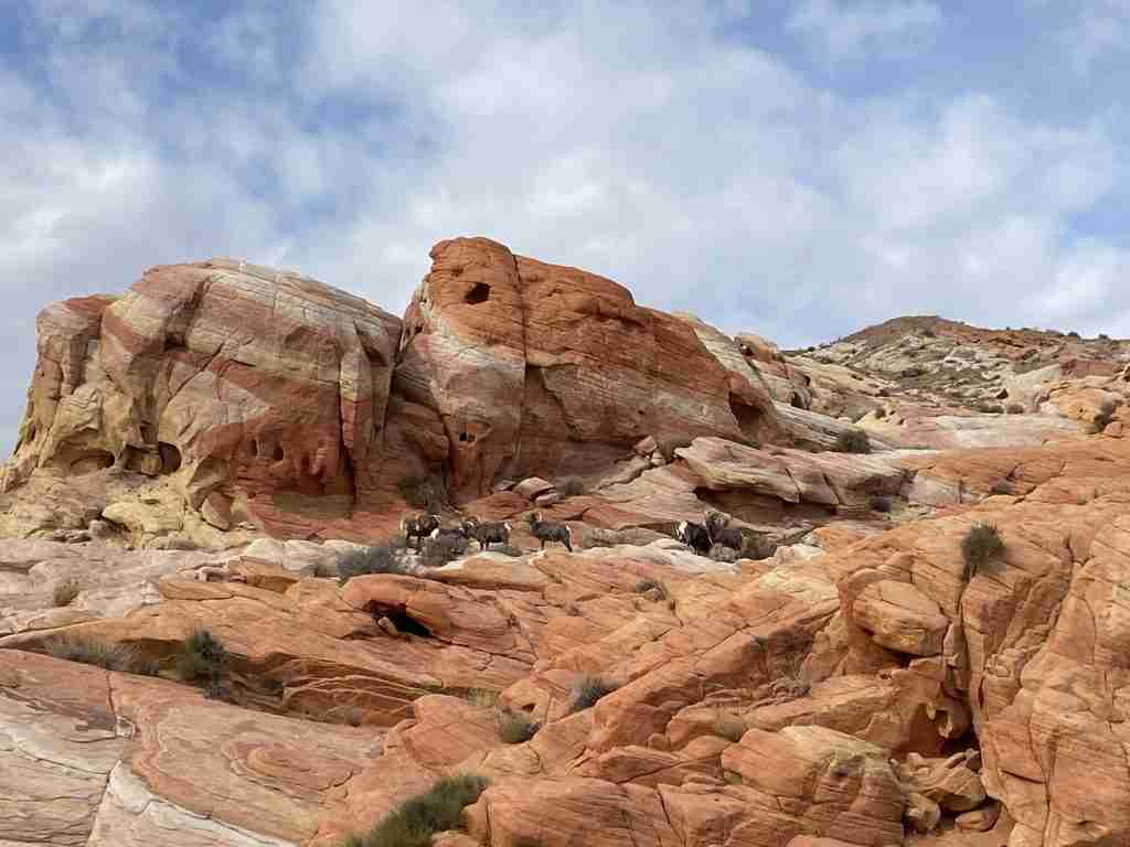 valley of fire bighorn sheep