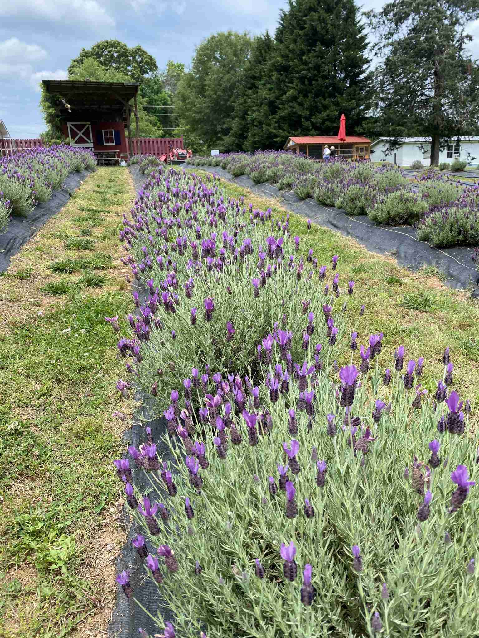 Lavenders at the Red Oak Lavender Farm.