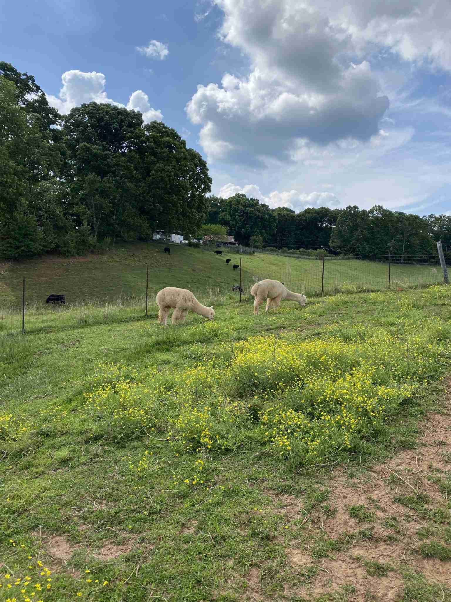Alpaca eating grass in the vineyard.