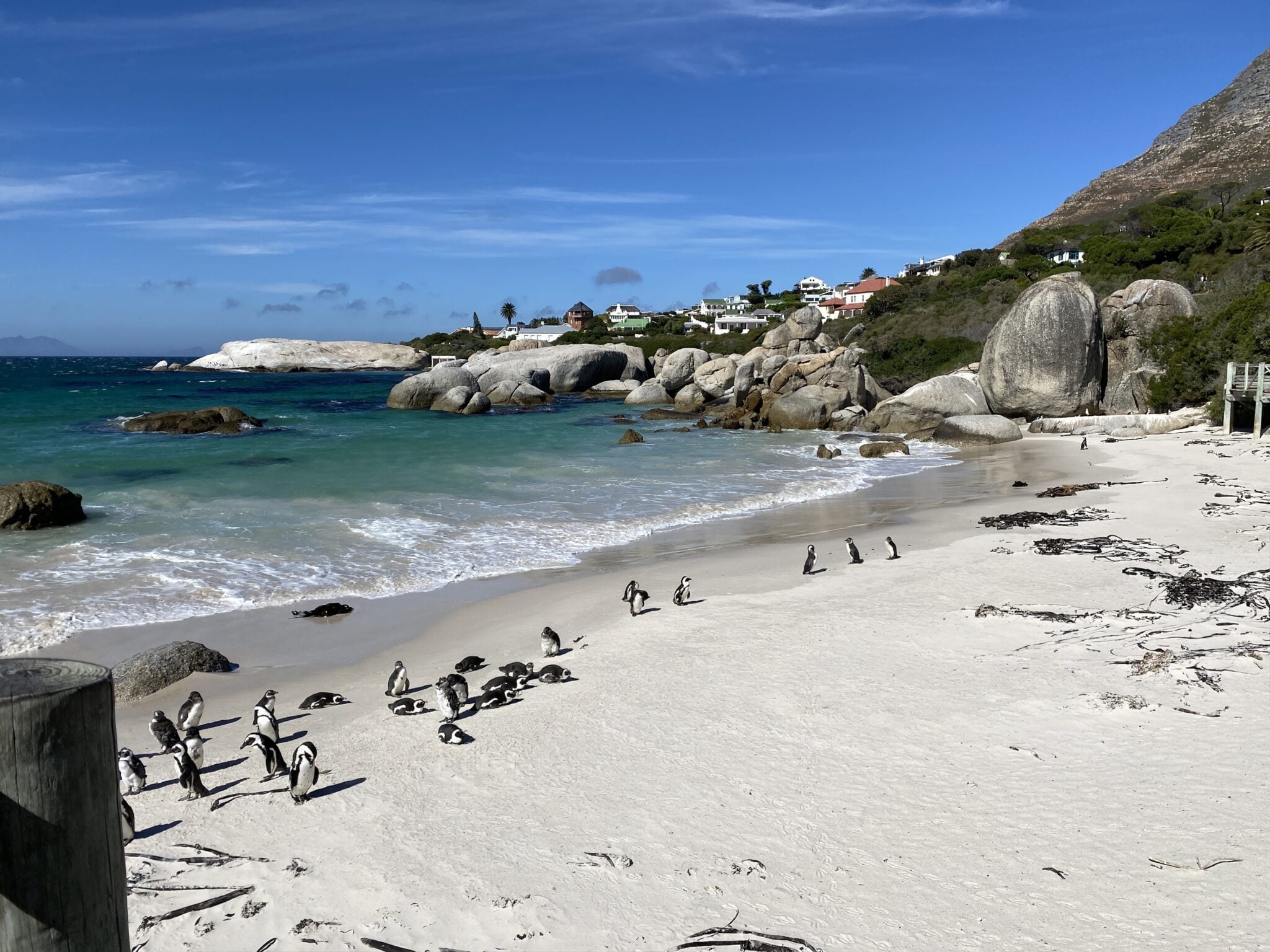 penguins on the beach africa