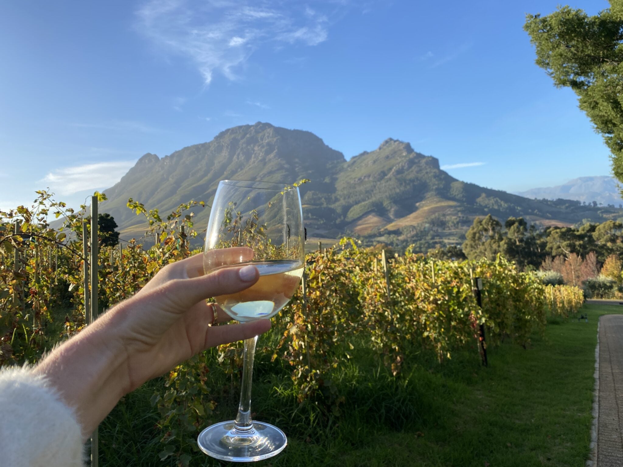 wine tasting south africa